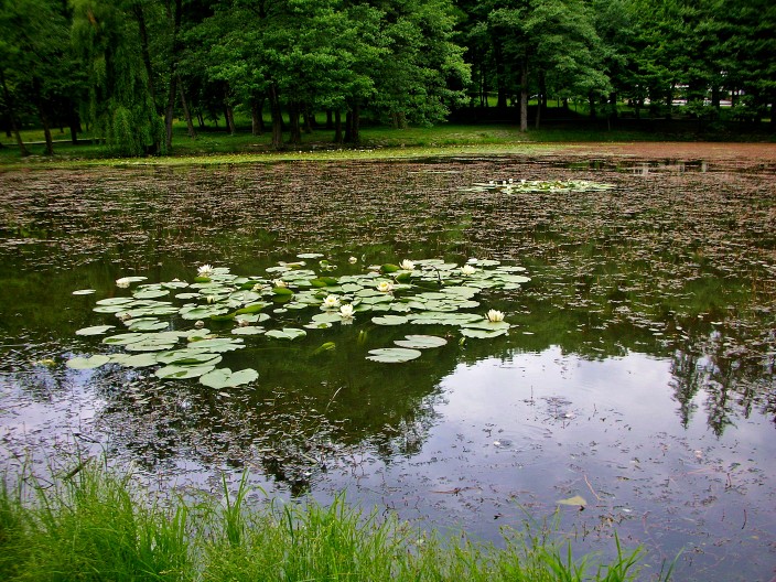 Water lilies and pond at Sanitori Karpaty